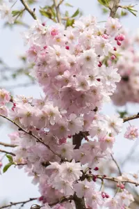 PRUNUS x sub AUTUMNALIS ROSEA 12L - image 2