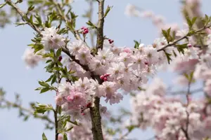 PRUNUS x sub AUTUMNALIS ROSEA