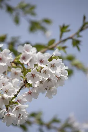 Prunus yedoensis - STDS 6-8 CM CONT - image 2