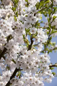 Prunus yedoensis - STDS 6-8 CM CONT - image 5