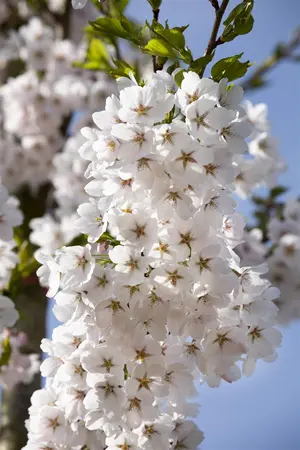 Prunus yedoensis - STEM 225 CM, GIRTH 10-12 CM C35 - image 3