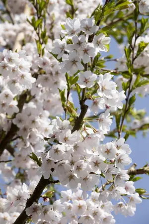 Prunus yedoensis - STEM 225 CM, GIRTH 10-12 CM C35 - image 5