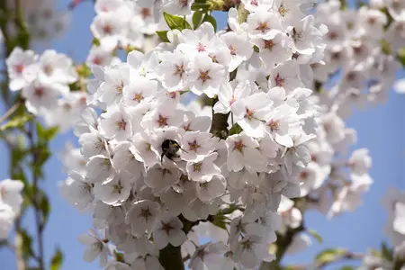 Prunus yedoensis - STDS 6-8 CM CONT - image 4