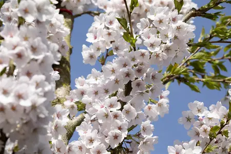 Prunus yedoensis - STEM 225 CM, GIRTH 10-12 CM C35 - image 1