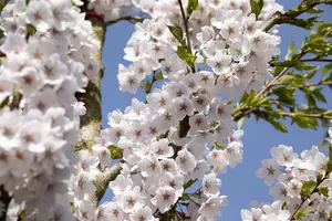 Prunus yedoensis - STEM 225 CM, GIRTH 10-12 CM C35 - image 1