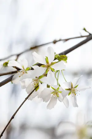 Prunus yedoensis 'Ivensii' - 100-125 CM C1.5 WHIP - image 2