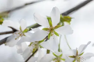 Prunus yedoensis 'Ivensii' - 1/2 STDS C7.5 - image 2