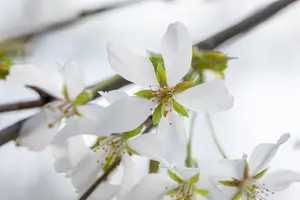 Prunus yedoensis 'Ivensii'