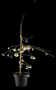 Prunus yedoensis 'Ivensii' - 1/2 STDS C7.5 - image 1