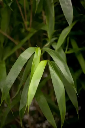 Pseudosasa japonica - 30-40 CM C1 - image 1