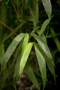 Pseudosasa japonica