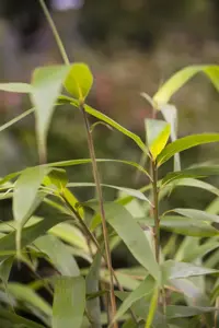 Pseudosasa japonica - 30-40 CM C1 - image 4