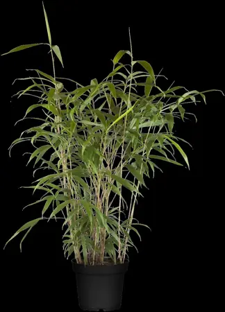 Pseudosasa japonica - 30-40 CM C1 - image 3