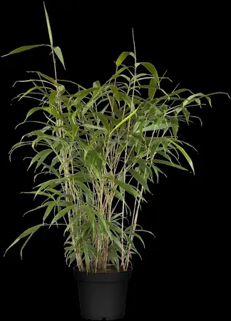 Pseudosasa japonica - 300-350 CM C70  - image 3