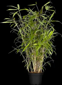 Pseudosasa japonica - 30-40 CM C1 - image 2