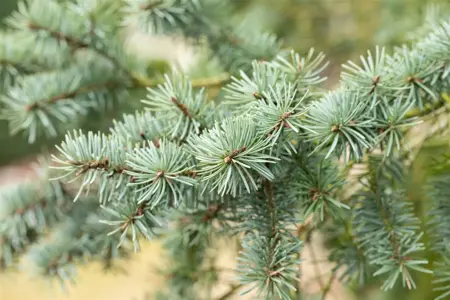 Pseudotsuga menziesii - 100-125 CM C20 - image 1