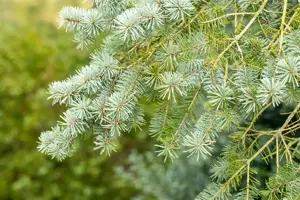 Pseudotsuga menziesii - 100-125 CM C20 - image 2