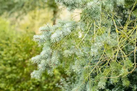 Pseudotsuga menziesii - 100-125 CM C20 - image 3