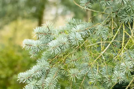 Pseudotsuga menziesii - 100-125 CM C20 - image 4