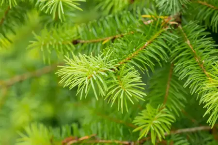 Pseudotsuga menziesii - 100-125 CM C20 - image 5
