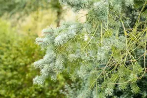 Pseudotsuga menziesii - 125-150 CM C20 - image 3