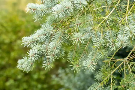 Pseudotsuga menziesii - 200-250 CM RB - image 2