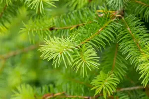 Pseudotsuga menziesii - SOLITAIR 600-700 CM RB - image 5