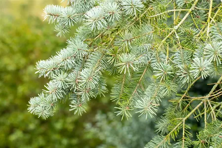 Pseudotsuga menziesii - 150-175 CM C20 - image 2
