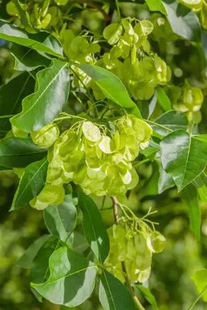 Ptelea trifoliata - 2 Ltr pot - image 3