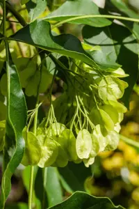 Ptelea trifoliata - 2 Ltr pot - image 4