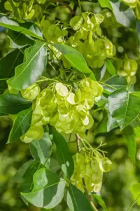 Ptelea trifoliata - MULTISTEM 150-175 CM RB - image 3