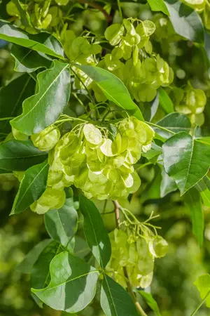 Ptelea trifoliata - STD 8-10 CM CONT     - image 3