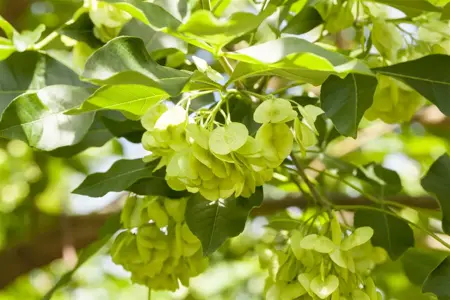 Ptelea trifoliata - 2 Ltr pot - image 1