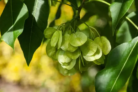 Ptelea trifoliata - 2 Ltr pot - image 5