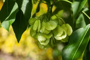 Ptelea trifoliata - 2 Ltr pot - image 5