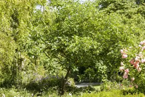 Ptelea trifoliata - MULTISTEM 250-300 CM RB - image 2