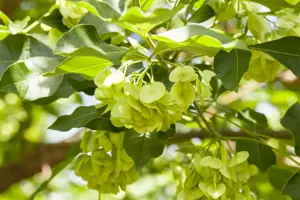 Ptelea trifoliata - MULTISTEM 350-400 CM RB - image 1