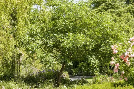 Ptelea trifoliata - MULTISTEM 350-400 CM RB - image 2