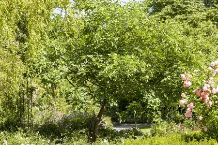 Ptelea trifoliata - 125-150 CM C3.5 - image 2
