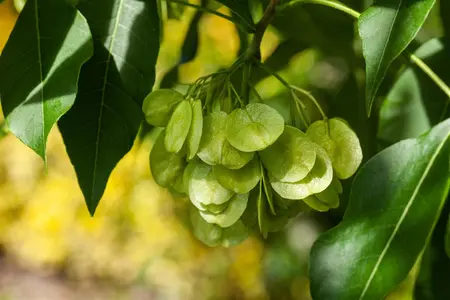 Ptelea trifoliata - STD 8-10 CM CONT     - image 5