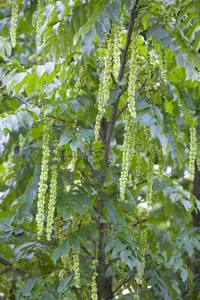 Pterocarya fraxinifolia
