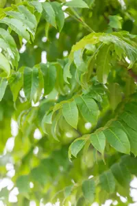 Pterocarya fraxinifolia - 60-80 CM C5 - image 5