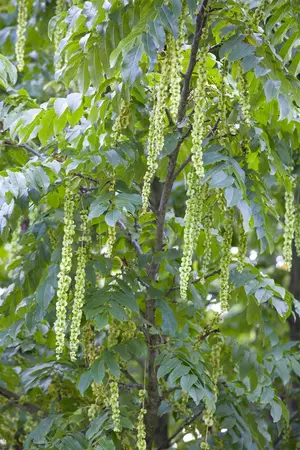Pterocarya fraxinifolia - STD 10-12 CM CONT    - image 1