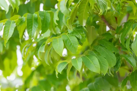 Pterocarya fraxinifolia - STDS 18-20 CM RB - image 4