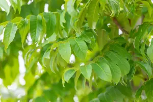 Pterocarya fraxinifolia - 200-250 CM BR WHIP - image 4