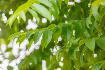 Pterocarya fraxinifolia - MULTISTEM 200-250 CM RB - image 3