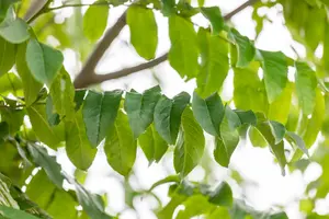 Pterocarya fraxinifolia - STD 30-35 CM RB - image 2