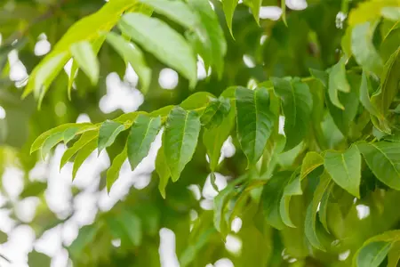 Pterocarya fraxinifolia - STD 35-40 CM RB - image 3