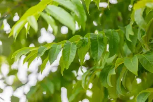 Pterocarya fraxinifolia - STD 35-40 CM RB - image 3