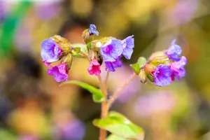Pulmonaria ang. 'Azurea'
